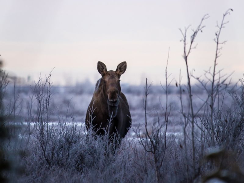Moose at Chelatna Lake Lodge Alaska
