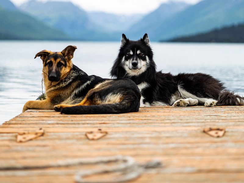 The Dock on Chelatna Lake Lodge 