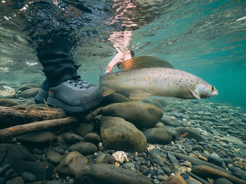 Arctic Grayling Underwater Photo