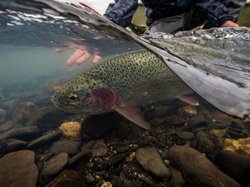 Rainbow trout fishing on Lake Creek Alaska 