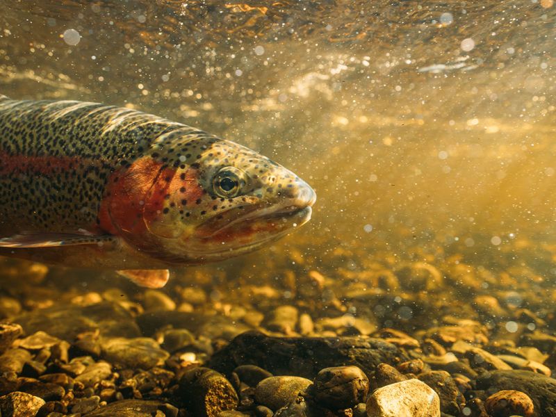 Underwater fish photography