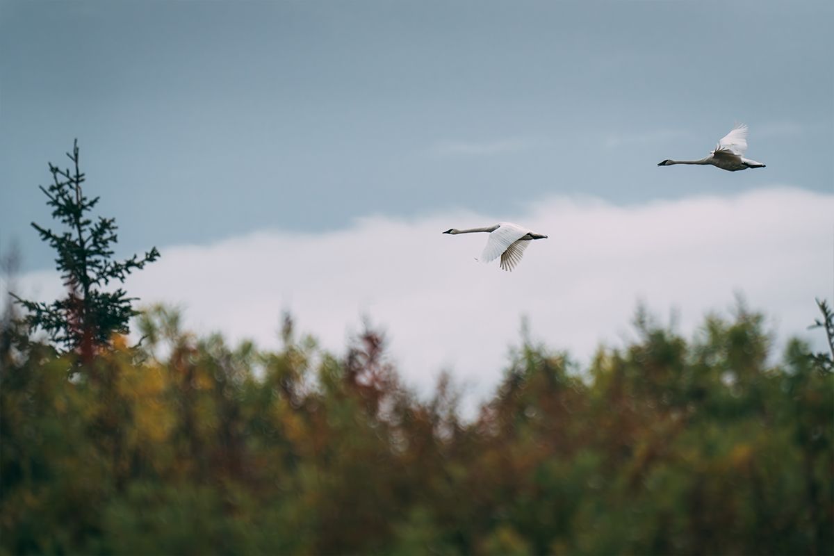 Trumpeter Swans in Denali 