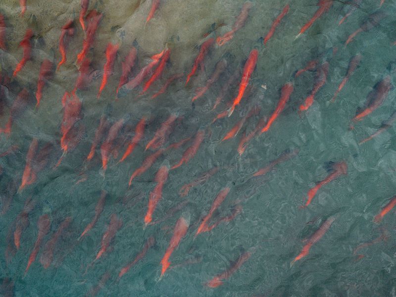 Sockeye Salmon Spawning in Denali