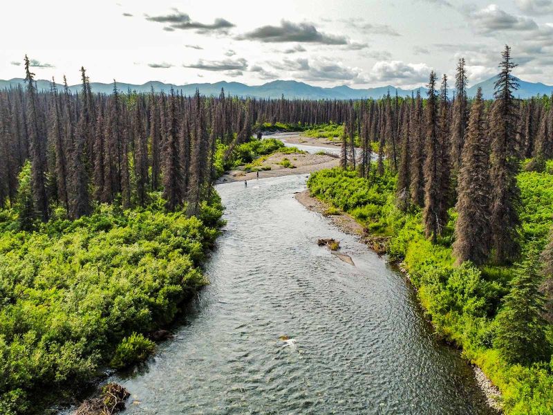 Fly Fishing near Denali National Park Alaska 