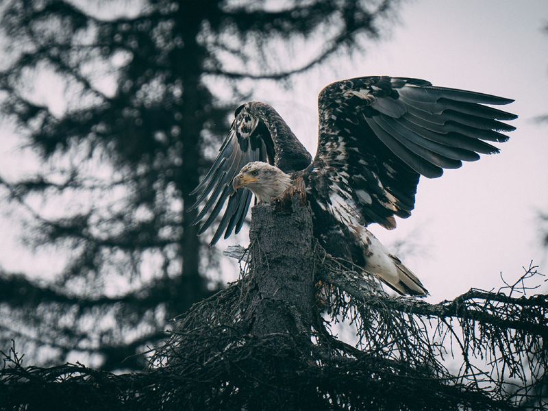 Bald Eagles Nesting near the lodge 