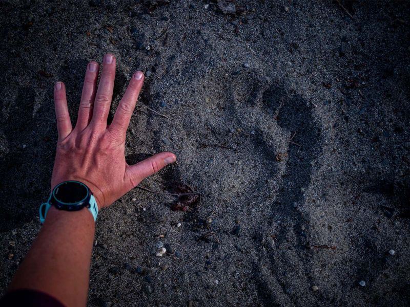 Bear Print at Chelatna Lake Lodge 