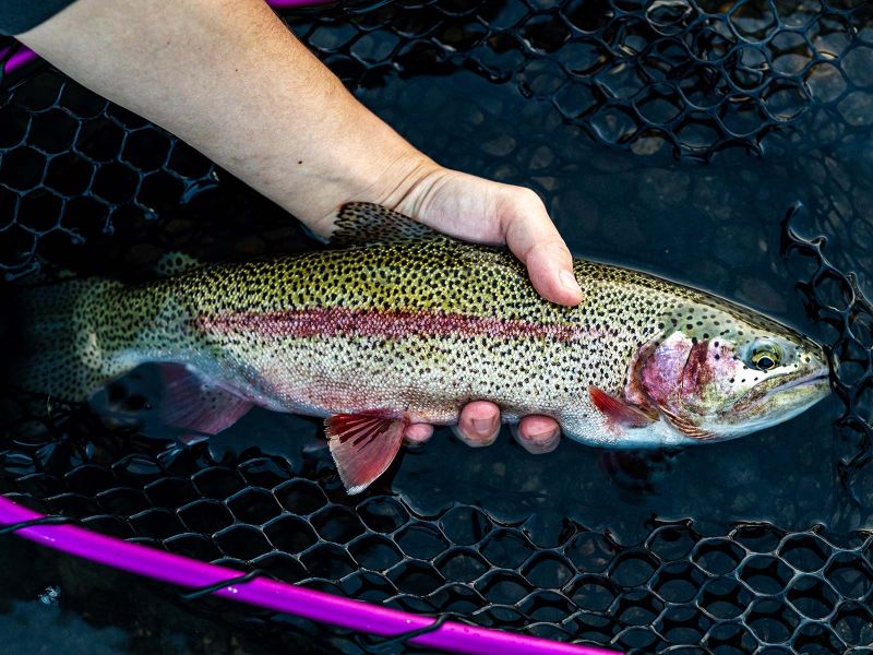 Wild Rainbow Trout in Denali National Park 