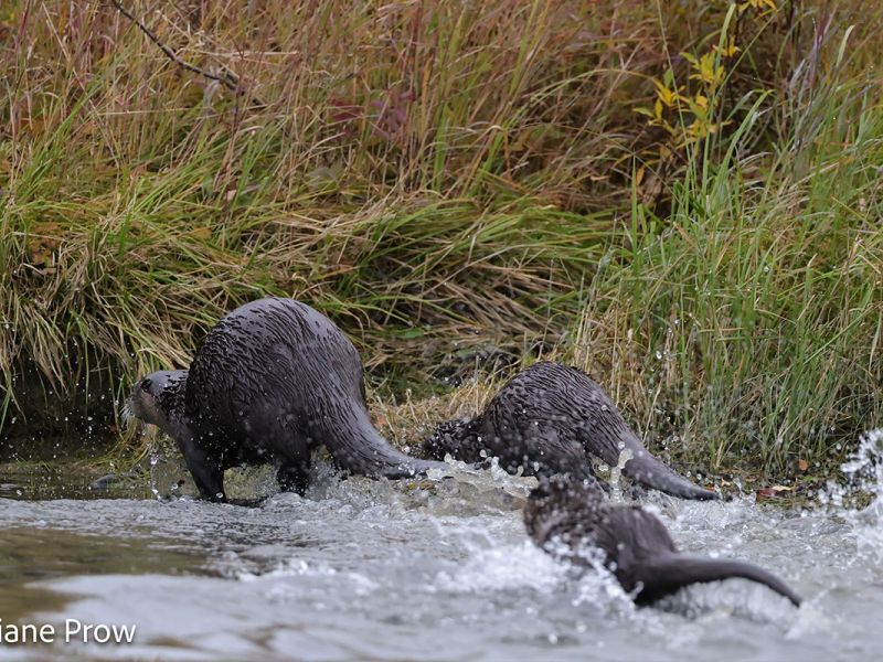 River Otters swimming in Chelatna Lake Alaska 